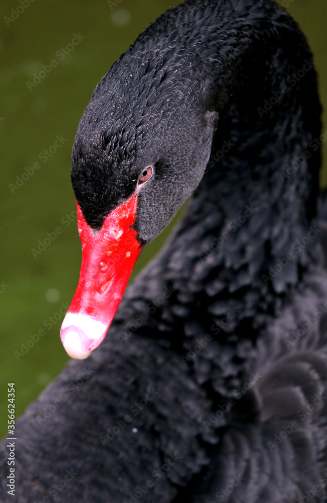 Fototapeta premium Black swan Cygnus atratus grafecul swim on a lake, portrait