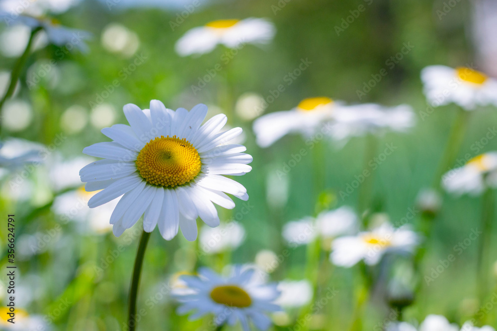 Field of chamomile flowers close up. Beautiful nature scene with blooming medical chamomile in daylight. Alternative medicine Spring Daisy. Beautiful meadow. Summer background. Field of chamomile flowers close up. Beautiful nature scene with blooming medical chamomile in daylight. Alternative medicine Spring Daisy. Beautiful meadow. Summer background.