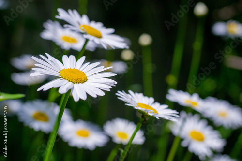 Field of chamomile flowers close up. Beautiful nature scene with blooming medical chamomile in daylight. Alternative medicine Spring Daisy. Beautiful meadow. Summer background.