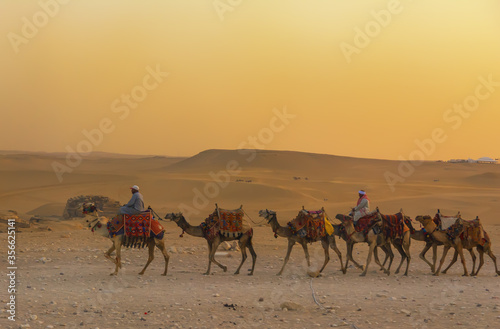 Bedouins on camels in front of the famous Giza Pyramids in Egypt