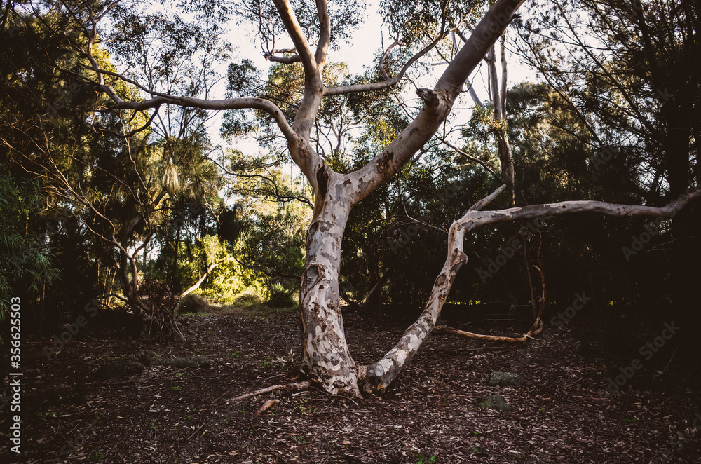 Fototapeta premium tree in the park