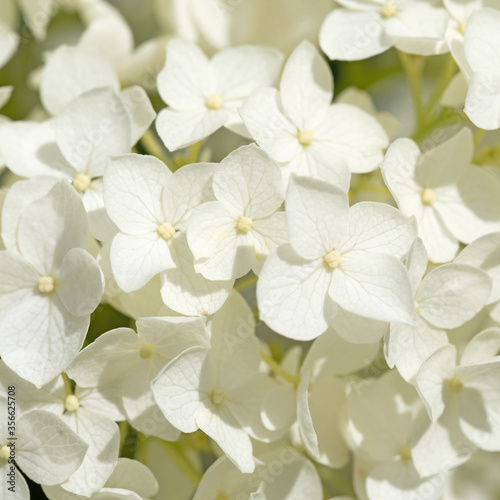 Bl  hende Hortensie  Hydrangea  Nahaufnahme