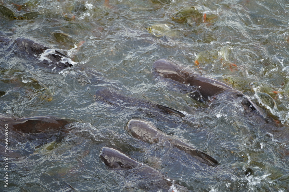 Fototapeta premium fish in the river is eating