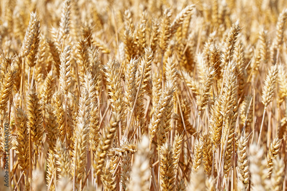 Fototapeta premium Weizenfeld zur Erntezeit