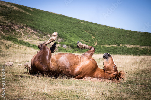 Quatre fers en l'aire