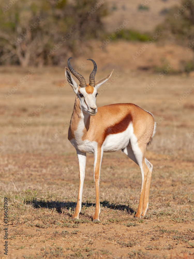 Springbok Ram in the Mountain Zebra National Park Springbok Ram in the Mountain Zebra National Park