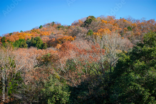 紅葉