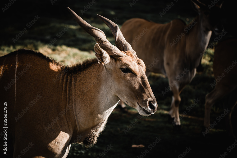 the head of an Aland Antepope with other eland animals behind him the head of an Aland Antepope with other eland animals behind him