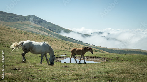 Poulain