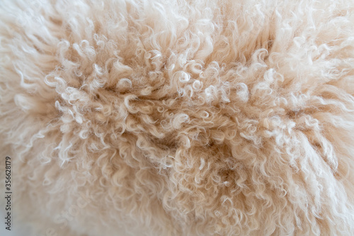 texture, sheep wool, fur, natural, soft, animal, textured, pastel,pink