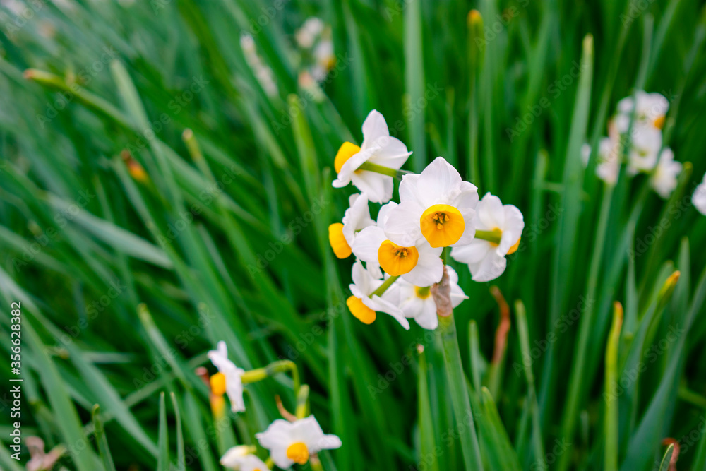 Fototapeta premium 日本水仙