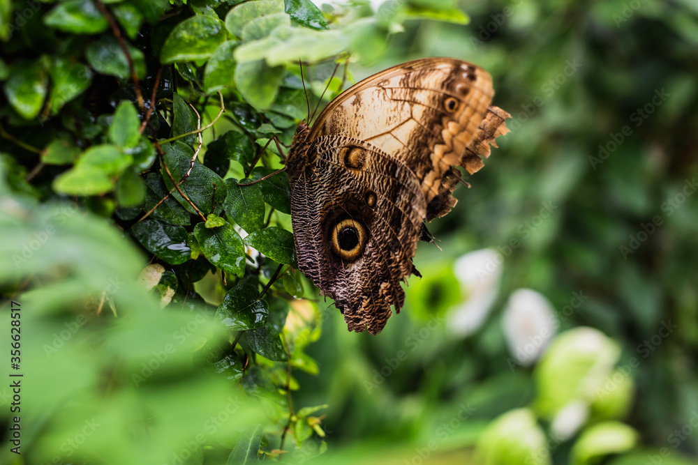 Fototapeta premium A butterfly on a green leaf