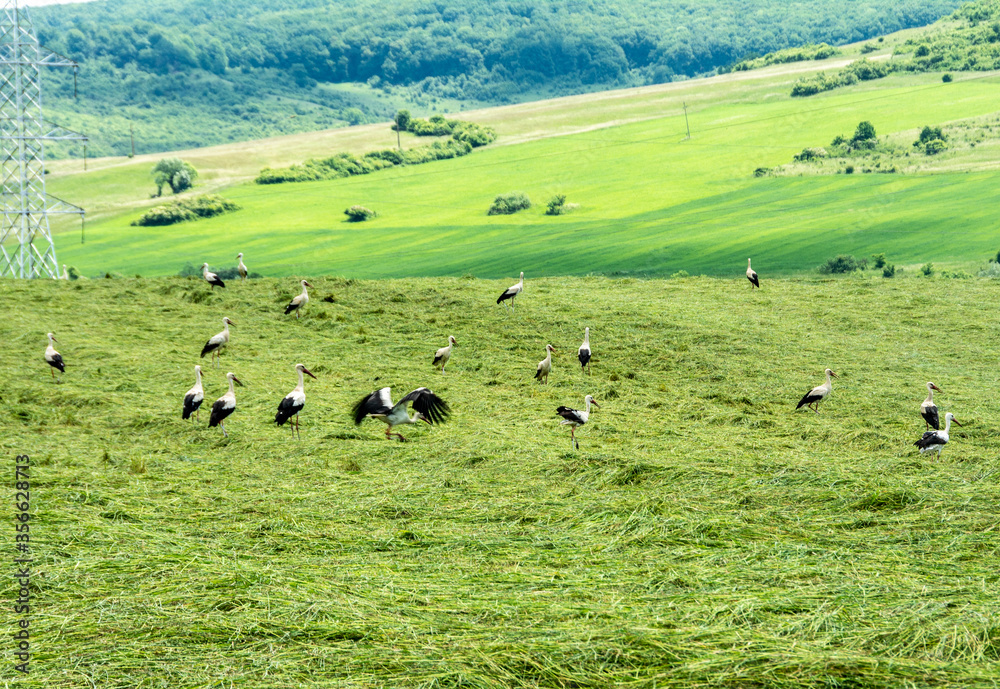 many storks in a field