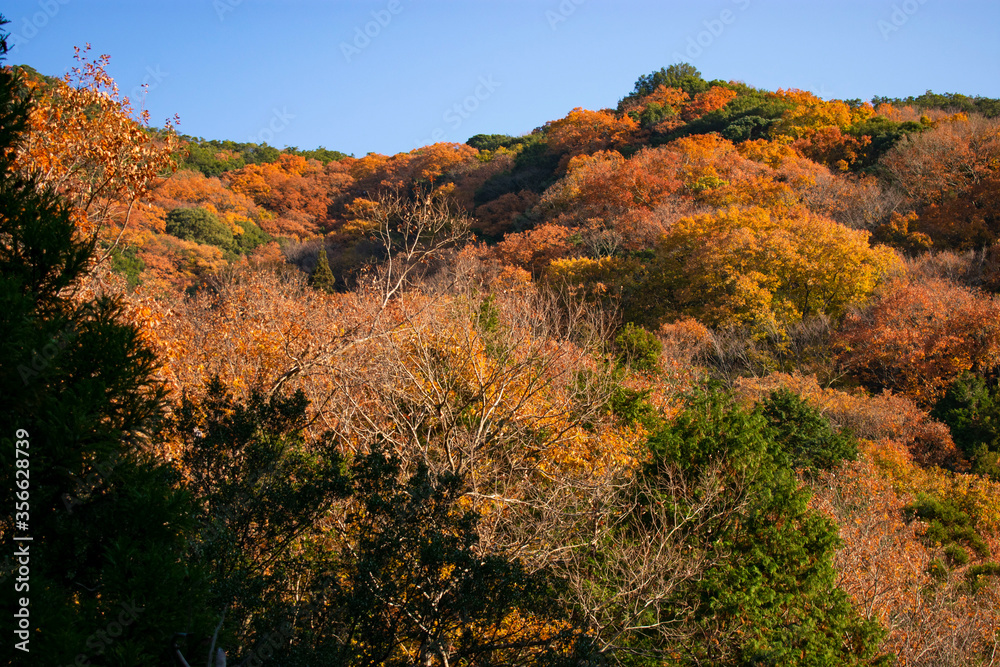 紅葉