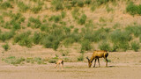 antelope with a cub in the hot African savannah