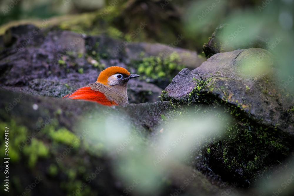red-tailed jay bird