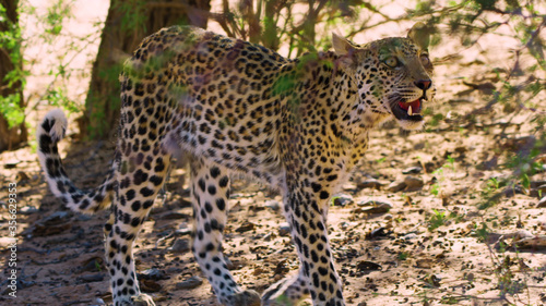 African leopard walks on the hot savannah