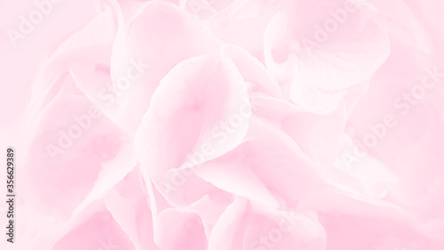 Pink abstract background with hydrangea or hortensia flowers pattern, panoramic format