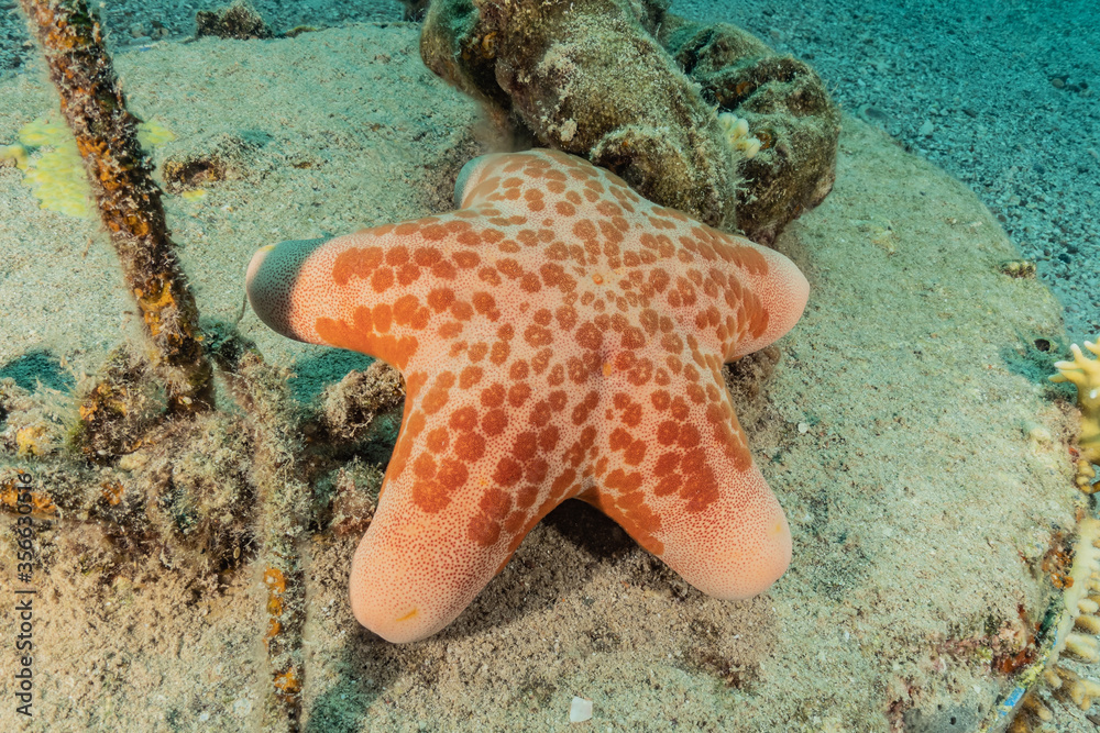 Starfish On the seabed in the Red Sea, eilat israel
Starfish On the seabed in the Red Sea, eilat israel