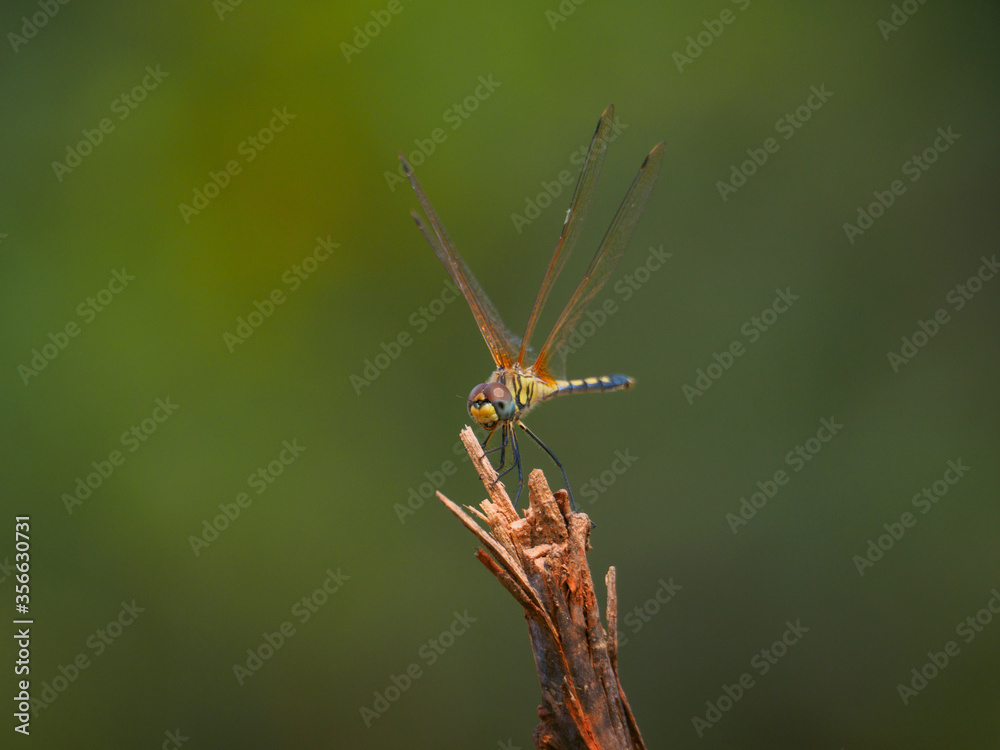 Dragonfly (Long-legged marsh glider) resting at the tip of a dead branch (Khao Lak, Phang Nga, Thailand) Dragonfly (Long-legged marsh glider) resting at the tip of a dead branch (Khao Lak, Phang Nga, Thailand)
