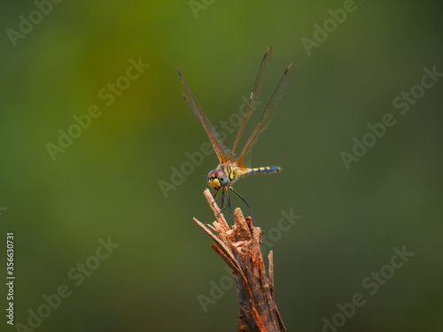 Dragonfly (Long-legged marsh glider) resting at the tip of a dead branch (Khao Lak, Phang Nga, Thailand) © Mayumi.K.Photography