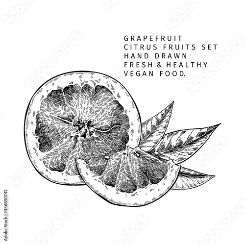 Hand drawn grapefruit fruit and leaf. Engraved vector illustration. Sweet citrus exotic plant. Summer harvest, jam or marmalade vegan ingredient. Menu, package, cosmetic, food design.