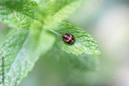Pupation of a ladybug on a mint leaf. Macro shot of living insect. Series image 9 of 9