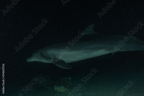 Dolphin swimming in the Red Sea, Eilat Israel
