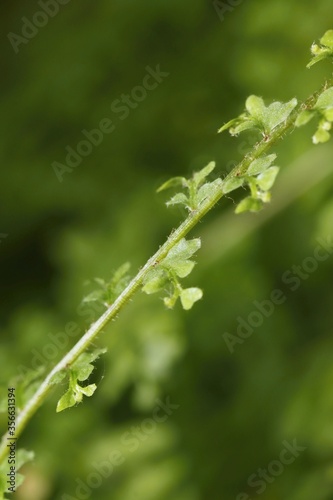 Close-up of a stalk of Boston fern (Nephrolepis exaltata) with petals.