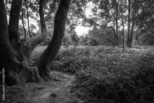 Mighty tree without trunk with tangled strong branches. Photographed in black and white.