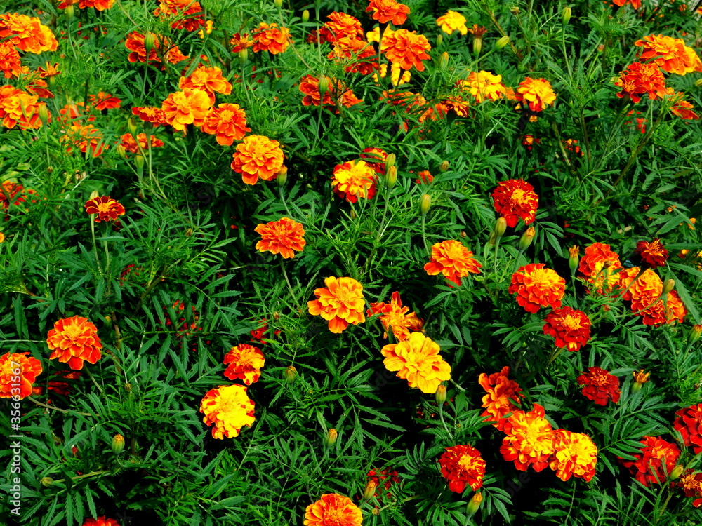 Beautiful orange red marigold flowers & leaves background pattern in tagetes garden. Close-up marigold flowers (Tagetes erecta, Aztec, African marigold flower). Floral background pattern tagetes card