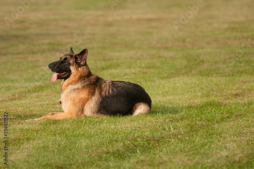 German Shepherd