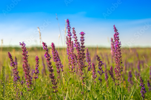 Beautiful meadow purple flowers in the field  summer day and blue sky