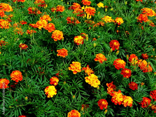 Beautiful orange red marigold flowers & leaves background pattern in tagetes garden. Close-up marigold flowers (Tagetes erecta, Aztec, African marigold flower). Floral background pattern tagetes card