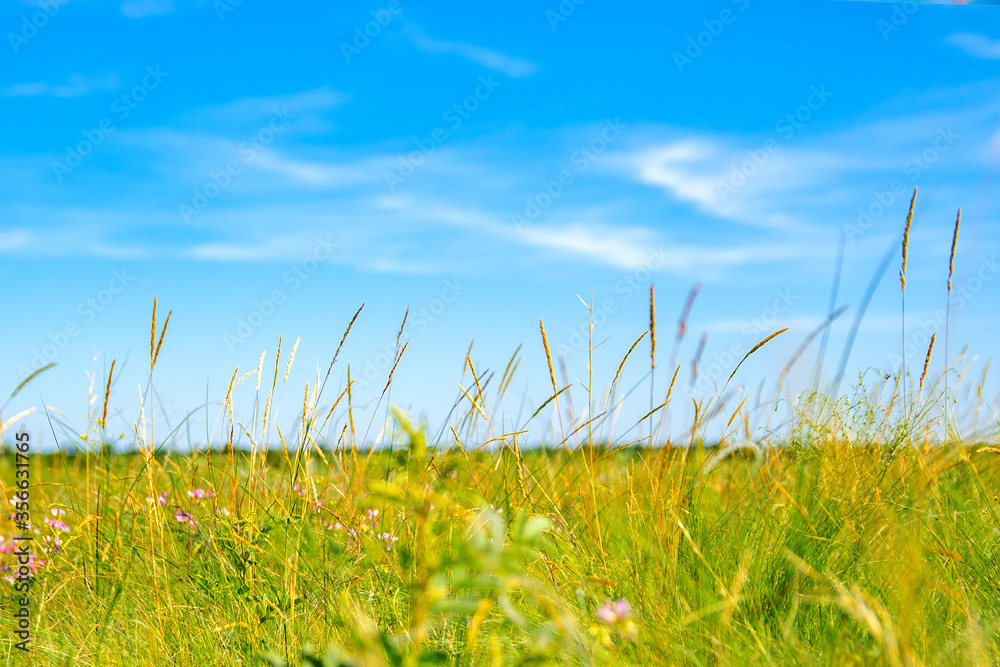 Fototapeta premium Meadow grasses and blue . Green meadow in summer