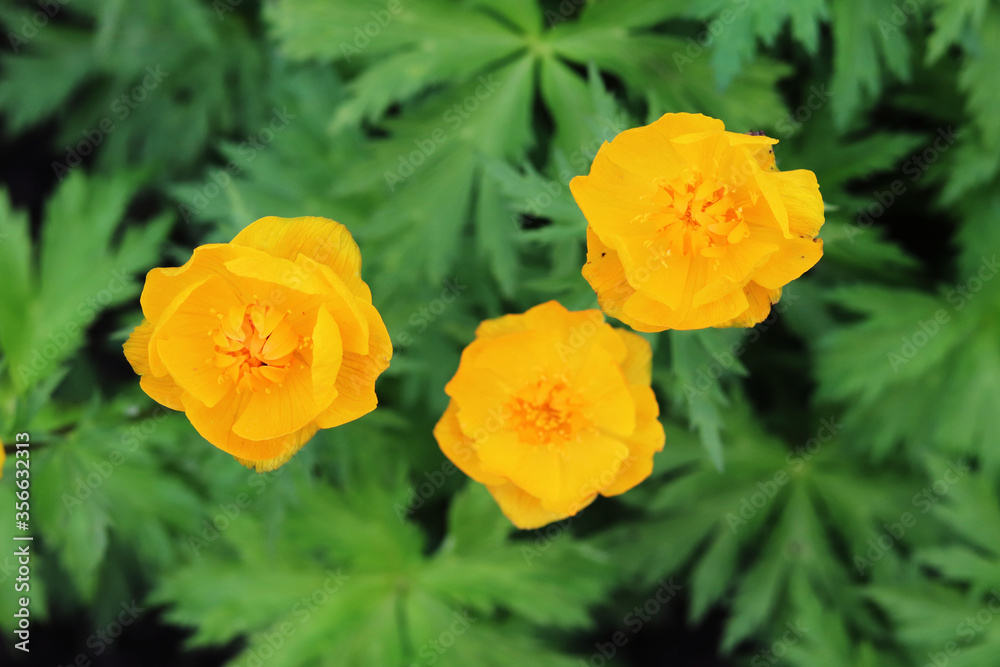 yellow flowers trollius in the garden yellow flowers trollius in the garden