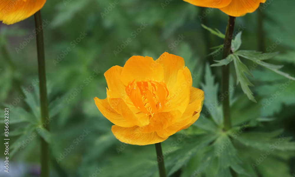 yellow flowers trollius in the garden yellow flowers trollius in the garden