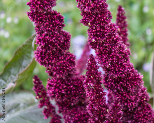 dark red Amaranthus hypochondriacus