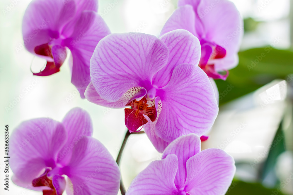 Delicate and very beautiful orchids bloom on the window in the house. Home plants in pots. Delicate lilac color. Delicate and very beautiful orchids bloom on the window in the house. Home plants in pots. Delicate lilac color.