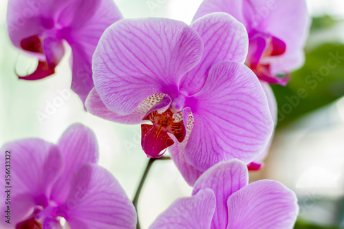 Delicate and very beautiful orchids bloom on the window in the house. Home plants in pots. Delicate lilac color.