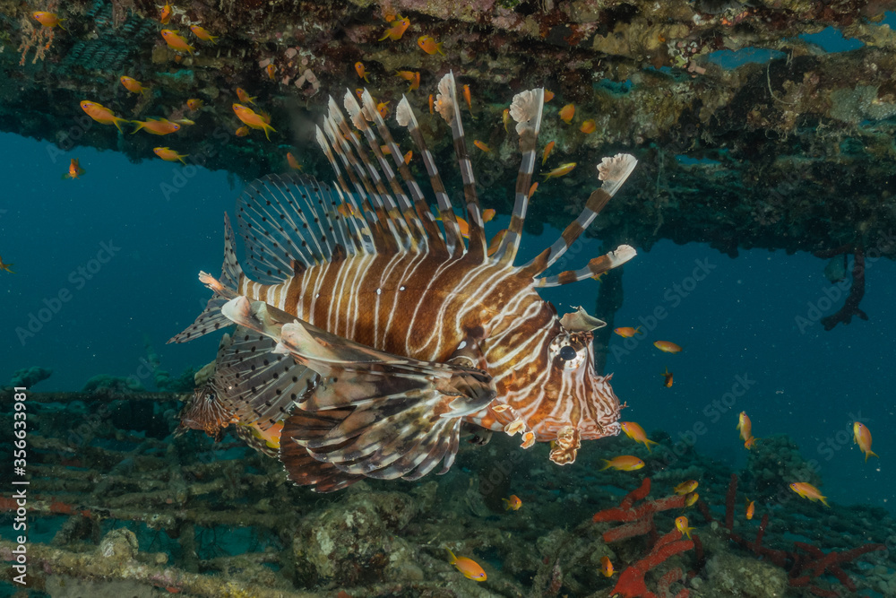 Lion fish in the Red Sea colorful fish, Eilat Israel
Lion fish in the Red Sea colorful fish, Eilat Israel