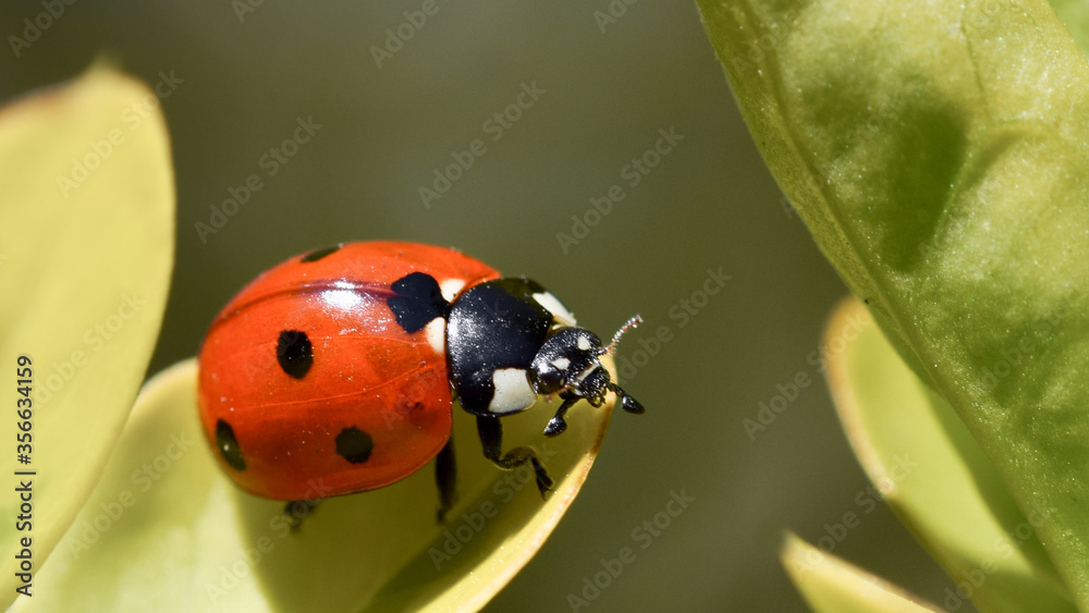 Fototapeta premium Ladybug on a green leaf, detailed macro photo