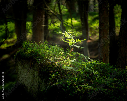 fern in a forrest photo