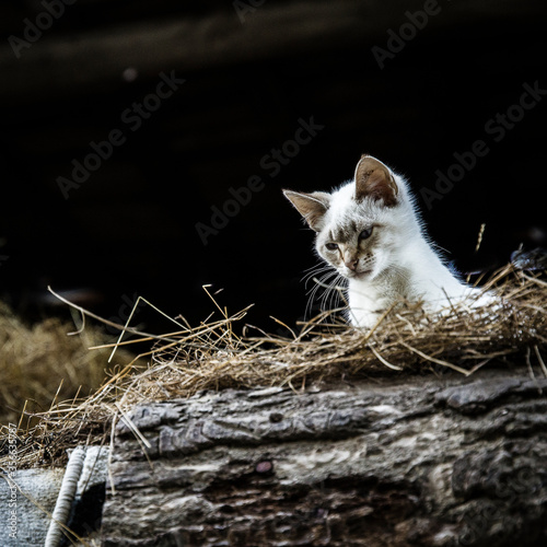 Chaton