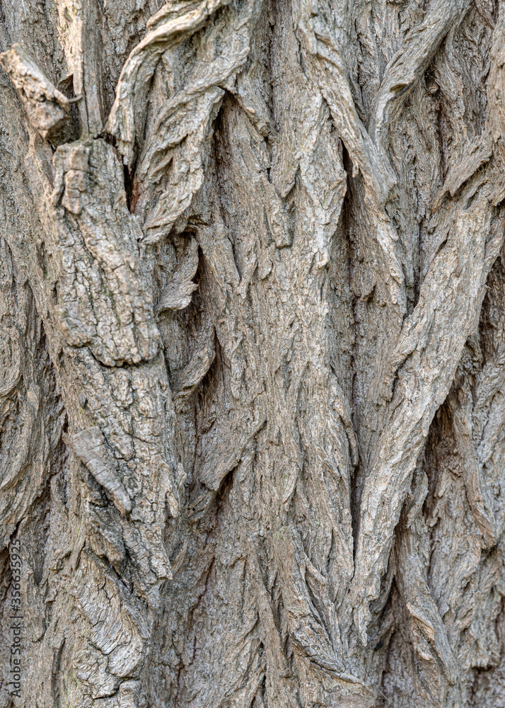 tree bark texture