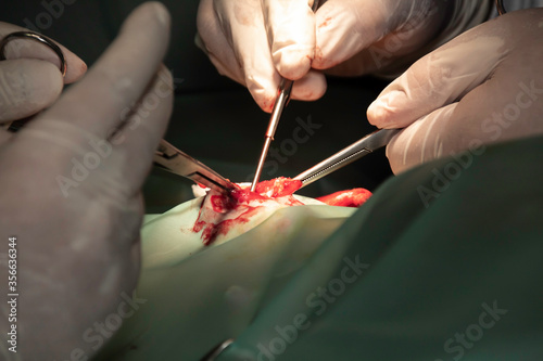 A Veterinary surgeon using surgical instruments during a sterilization surgery on a young female dog 