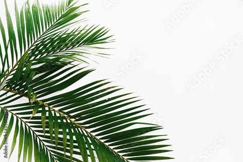 2 palm leaves isolated on white background frame texture summer tropical pattern