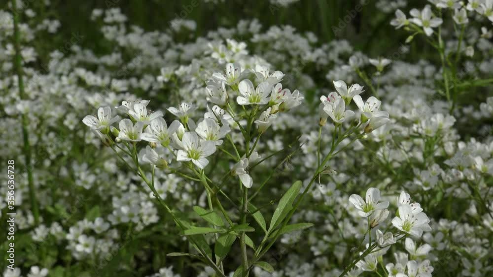 Glade with Large Bitter-Cress flowers (Cardamine amara). Glade with Large Bitter-Cress flowers (Cardamine amara).