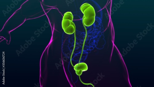 Human Urinary System Kidneys with Bladder Anatomy For Medical Concept 3D © mybox