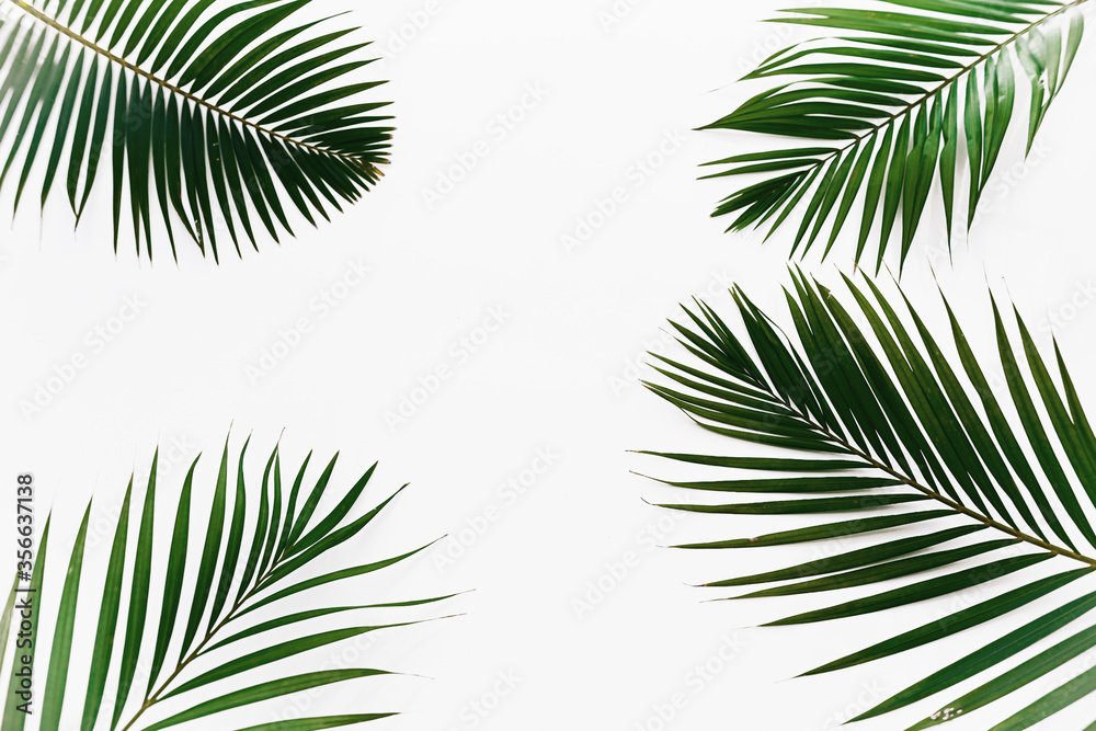 palm leaves isolated on white background frame texture summer tropical pattern corner